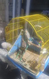 چهار عدد عروس هلندی دوعدد دست آموز
