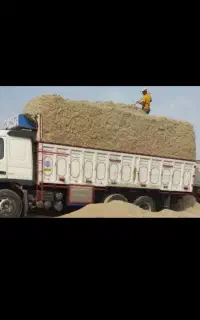 کاه نیشکر پودری