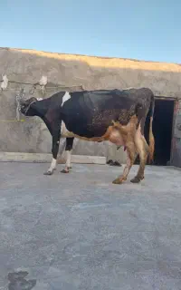 فروش گاو گوساله
