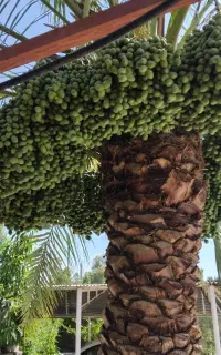 کارهای کشاورزی