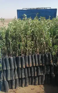 نهالستان پسته نوغانی