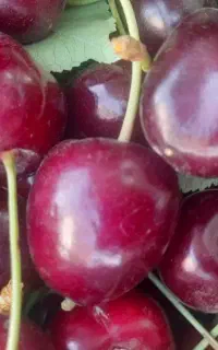 گیلاس خشک