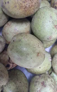 گردوخارجی درشت باپوسته