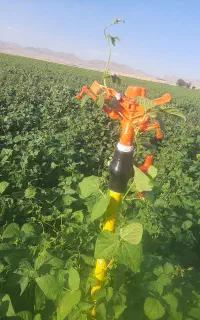 فروش جو