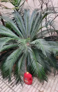 گل و گیاه و درخت