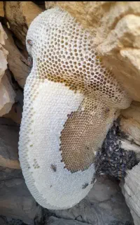 عسل کوهی صاف نشده (باموم)