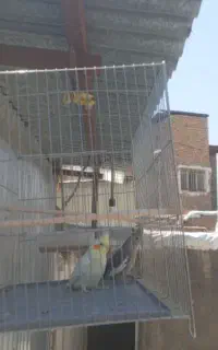 عروس هلندی در روستا