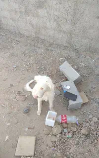گمشده
