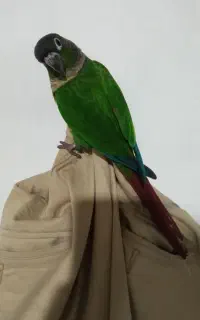 گرینچیگ سخنگو 10کلمه حرف میزنه وده نوع سوت میزنه