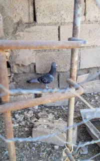 پایین رو بخون