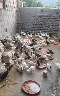 اردک