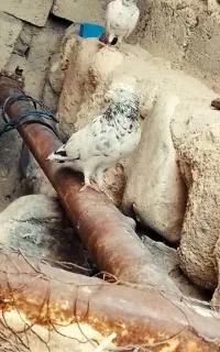سلام کبوتر کلاپه اصلی نر مست