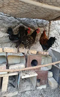 سه تا خروس جوان