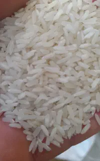 برنج هاشمی اعلا استانه اشرفیه صد درصد محلی