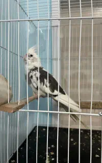 عروس هلندی