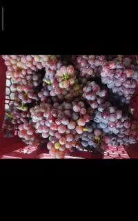 انگور روچه