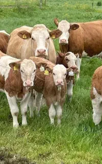 مناسب برای حداکثر وزن گیری
