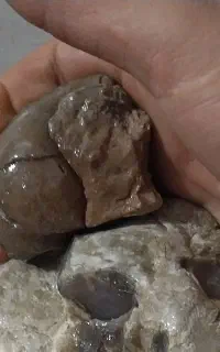 سنگ فسیل شجر