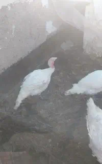بوقلمون  زنده