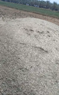فروش کاه یونجه در بنداروز