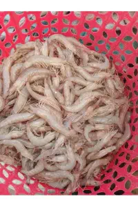 میگو بندر ماهشهر
