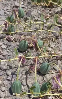 گلک لگجی