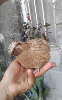 بلدرچین چاق چله