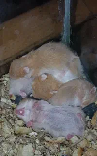 همستر کانادایی