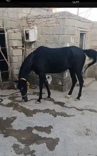 مادیان