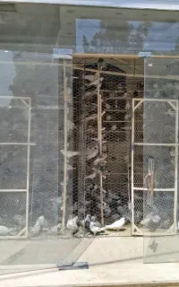 بار جدید کفتر .کبوتر تک تعداد انواع دان گندم ۵۴