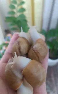 فروش حلزون مخصوص حلزون تراپی