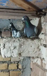 کفتر