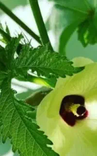 بذر بامیه سفید چرداول