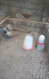 مرغ جوجه