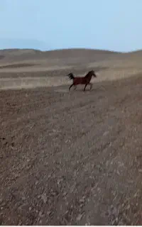 یک عدد مادیون فروشی