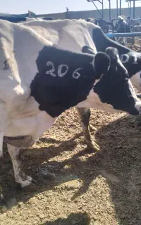 سم چینی شماره کپل دام