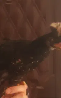 جوجه خروس  جوجه مرغ لهستانی 4ماه واکسن خورده
