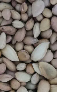 بادام تلخ
