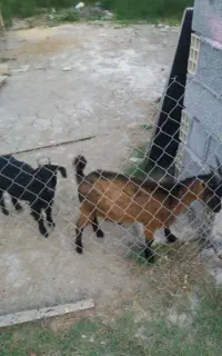 بز نر و ماده