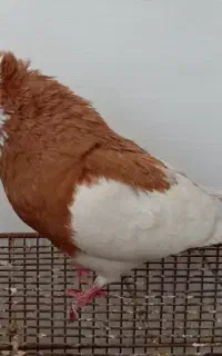 کبوتر گمشده