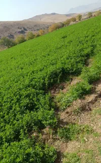 یونجه چین دوم