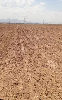 اجاره زمین کشاورزی جهت کشت گندم حدود۱۸هکتار.