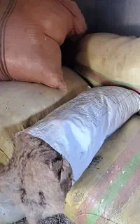 پشم گوسفند
