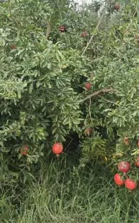 به یک باغبان کار بلند نیازمندیم