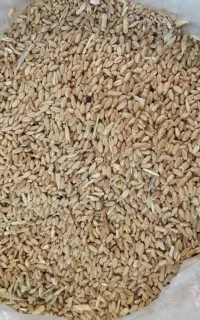 گندم  آبی کیلویی 55تومان