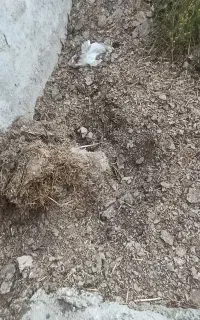 کودمرغی درجه یک خالص