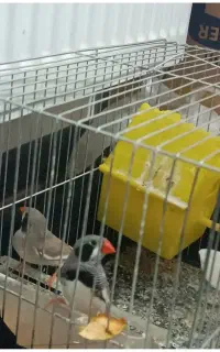 فنچ نرو ماده