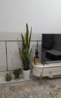 گل سانسوریا