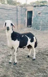 بره قوچ پلنگی