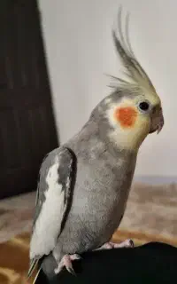 عروس هلندی نر سخنگو